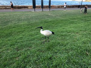 Royal Botanic Garden