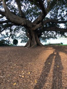 Royal Botanic Garden